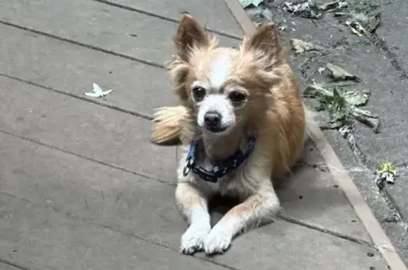 Lost 14-Year-Old Tan Chihuahua, Biscuit