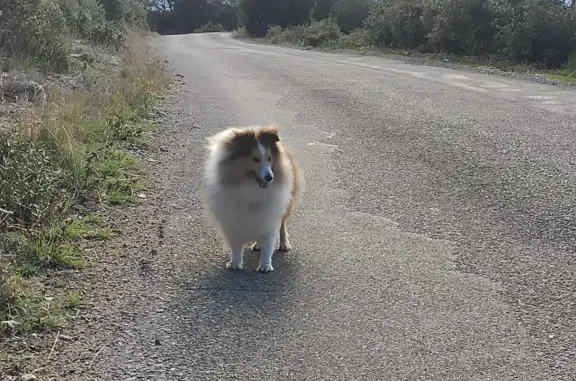 Chien perdu , photo : Berger des Shetland mâle perdu à Bonnieux