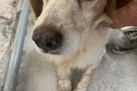 Chien de chasse marron beige trouvé à Nîmes - photo