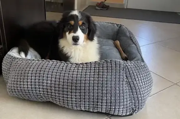 Chien perdu , photo : Chiot berger tricolore perdu, Volt, Bresse Vallons