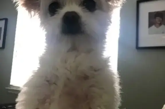 Lost Shihtzu-Chihuahua Mix in Miamisburg