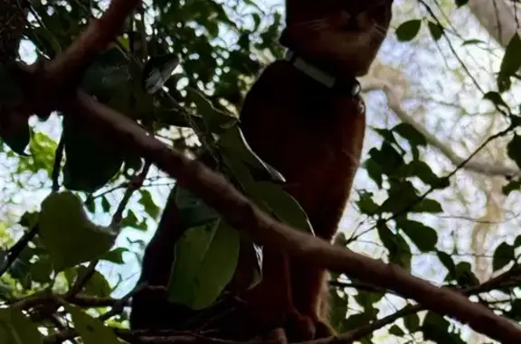 Abyssinian Cat Found Deceased on Reynolds St