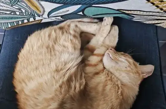 Chat roux disparu à Concarneau depuis 25/09 - photo