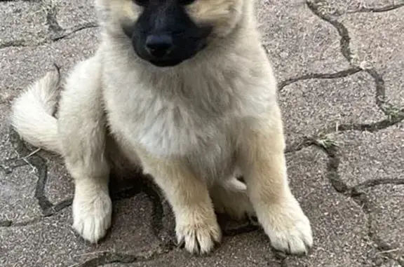 Chien perdu Chabanais, photo : Chiot Eurasier 4 mois perdu à Chabanais