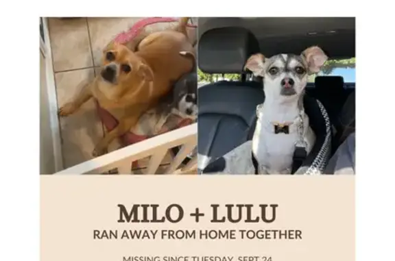 Lost Dogs: Lulu & Milo in Phoenix, AZ