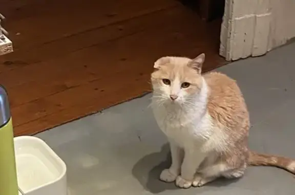 Animaux perdus Toulouse, photo: Chat mâle crème et blanc perdu à Toulouse