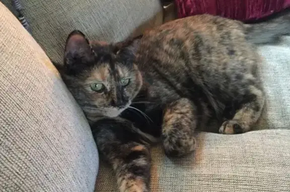 Missing Tortoiseshell Cat: Reese, Mt. Joy