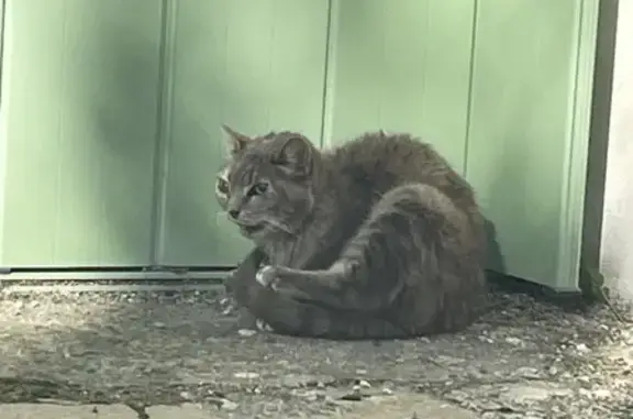 Chat gris crème trouvé Rue Surcouf, blessé - photo
