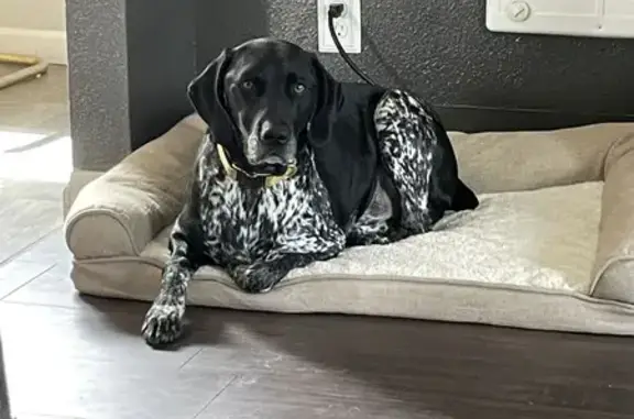 Lost German Shorthair on Failing St, Portland