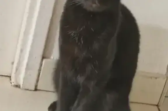 Animaux perdus Saint-Pierre-du-Mont, photo: Chatte polydactile craintive disparue