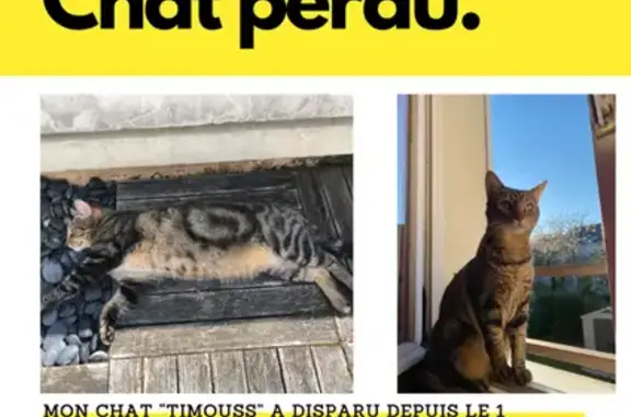 Chat marron clair tacheté perdu à Margny - photo