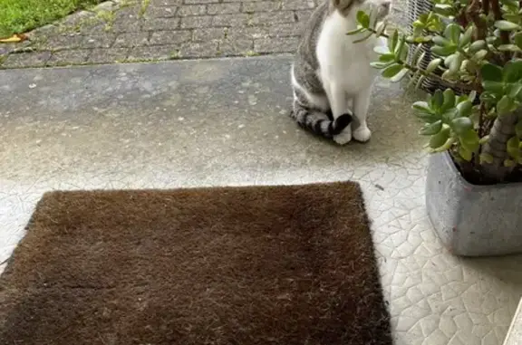 Chat blanc et gris trouvé à Parigné-sur-Braye - photo