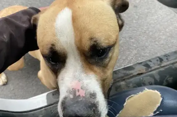 Chien mâle maigre trouvé à Tourneville-sur-Mer - photo