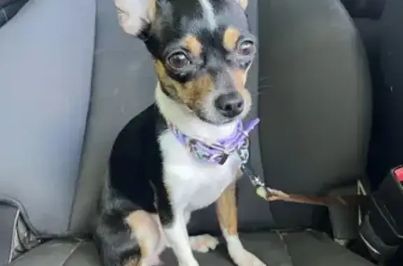 Lost Tri-Color Chihuahua with Curled Tail