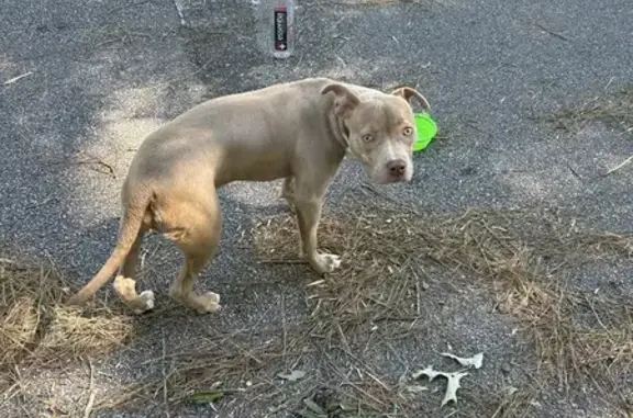 Found Friendly Brown Terrier Mix on Crossgate Rd