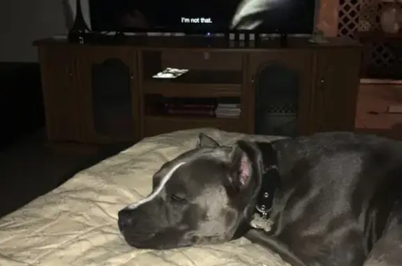 Lost Blue Nose Pitbull - Cape Coral, FL