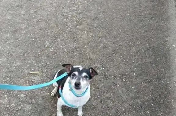 ¡Perro Perdido! Milo, 12 Años, Collar Azul