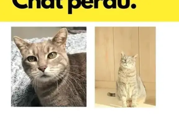 Chat perdu : Moli grise tigrée, Rue de la République - photo
