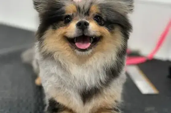 Lost Pomeranian Roma in Murfreesboro - Reward