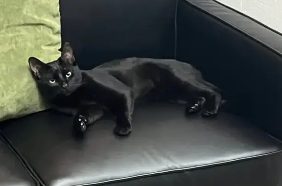 Lost Male Cat: Yellow Eyes, Sway Walk - Kailua-Kona