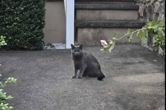 Lost Petite Russian Blue Cat in Randolph