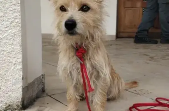 Chienne errante trouvée à Saint-Jean-de-Belleville - photo