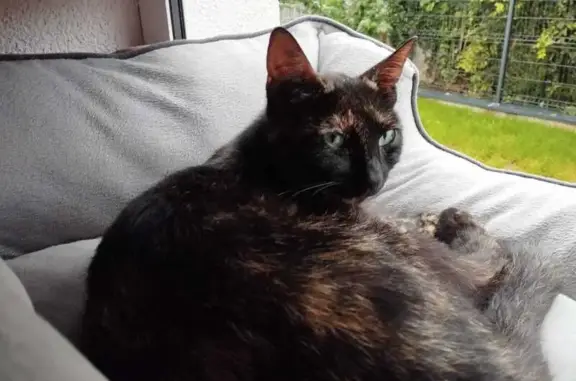 Animaux perdus Chambéry, photo: Chat perdu le 26, pucée et stérilisée