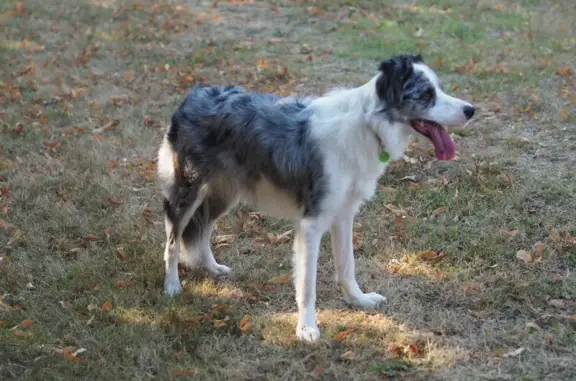 Chien perdu Rouillé, photo : Chienne border disparue à Rouillé, rue Mélusine