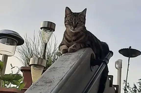 Chatte crème disparue à Vétraz-Monthoux - photo