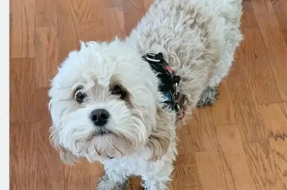 Lost: 1yr Old Poodle Mix Ruby in Burton