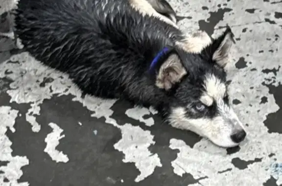 Friendly Young Husky Found on Sunbelt Pkwy