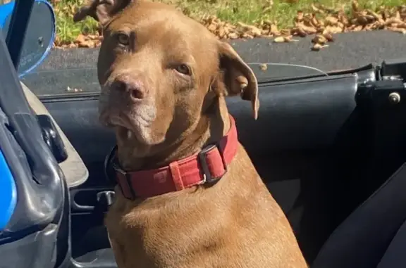 Lost Brown Pit Bull on Buttercup Lane