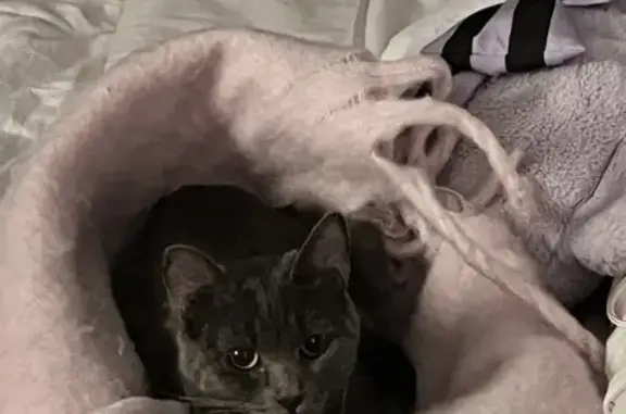 Missing Skinny Gray Cat on 12th Ave, Paterson