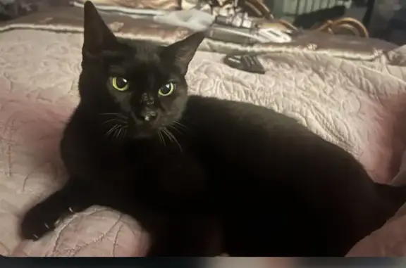 Help Find Iris: Elderly Black Cat Missing