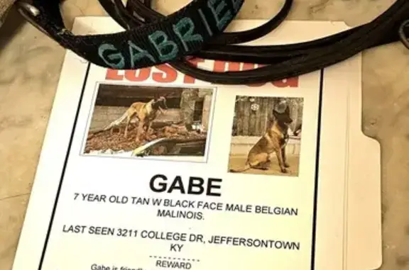 Lost FEMA-Certified Belgian Malinois in Jeffersontown