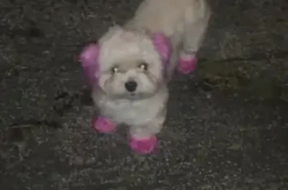 Lost Maltese: Pink Ears & Paws, Answers to ORE