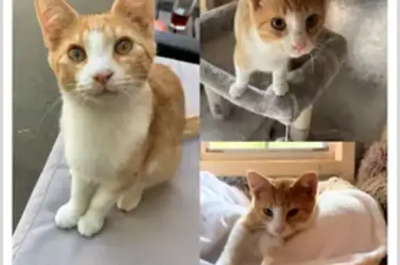 Missing Friendly Orange & White Kitten - Ohio