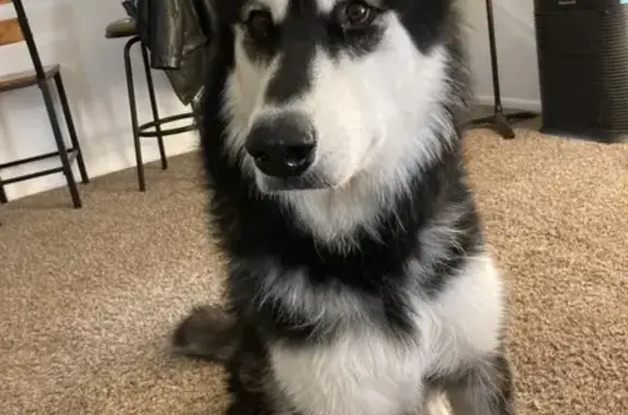 Lost Malamute on Kearney St - Help Find!