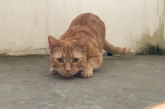 Animaux perdus Bruz, photo: Chatte rousse disparue à Bruz, queue blanche