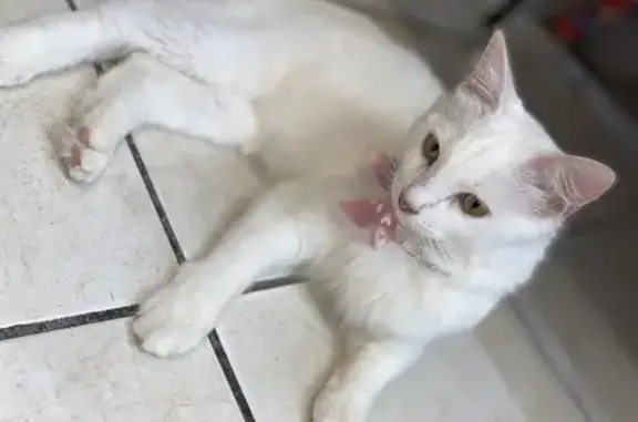 ¡Gato Blanco Perdido! Reynosa, Retorno Burdeos 113