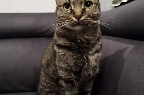 Chat trouvé dans moteur de voiture à Ponteilla - photo