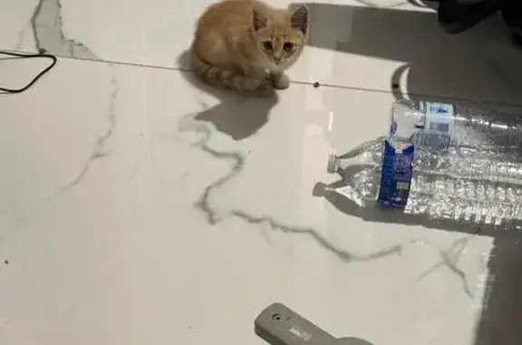 Chaton trouvé à Saint-Memmie, Grand Est - photo