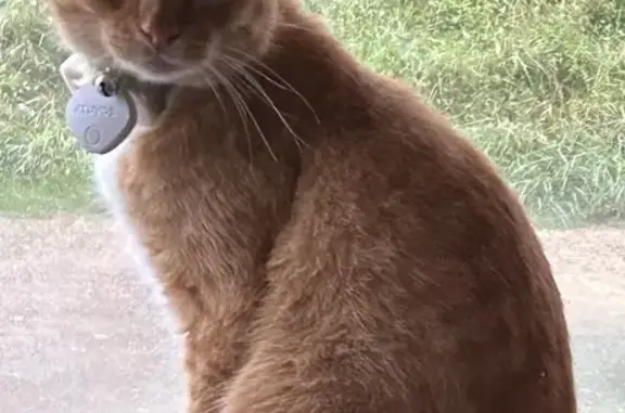 Chat perdu, Saint-Lunaire, photo: Chat roux avec collier GPS disparu à Saint-Lunaire
