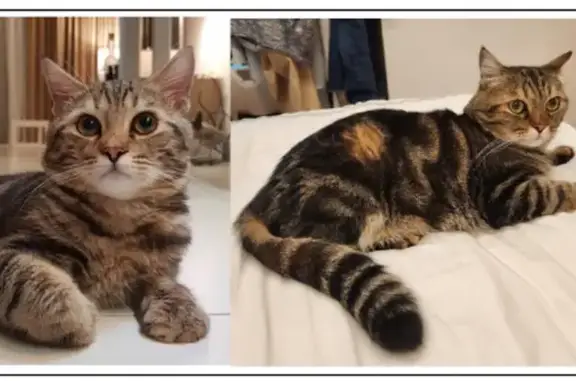 Lost Tabby Cat: Brown with Black Stripes