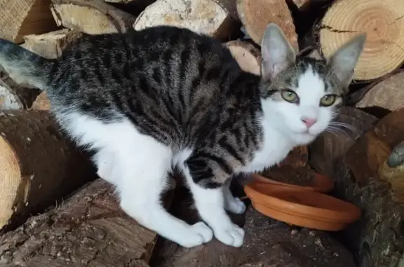 Chaton femelle trouvé rue Marc Sangnier - photo
