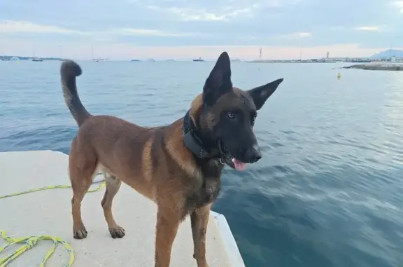 Chien perdu Nice, photo : Berger belge malinois perdu à Nice