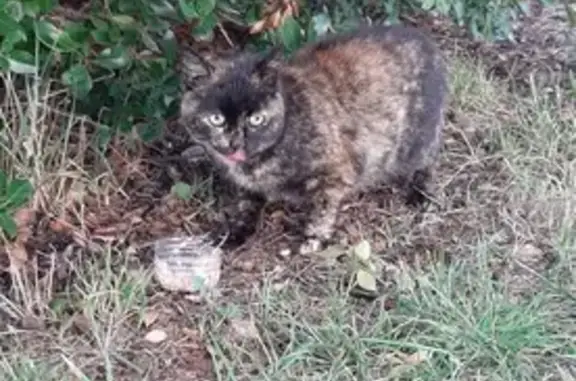 Chat trouvé , photo: Chat écailles de tortue trouvé à Millau