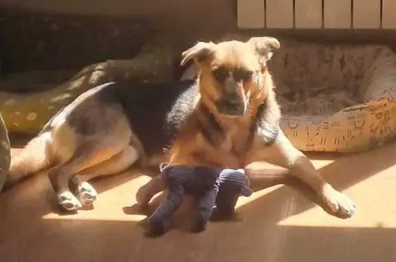 ¡Perdida! Perrita Lisa en Gijón, Muy Asustada