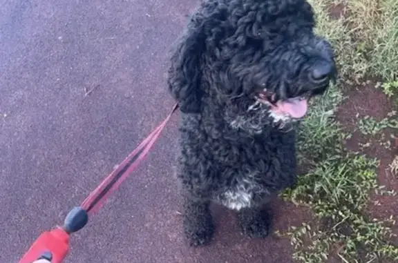 Chien noir frisé trouvé à Perrusson - photo