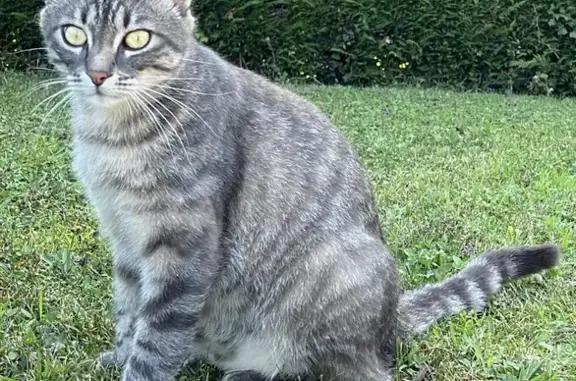 Chat perdu, Saint-Denis-lès-Bourg, photo: Chat tigré gris et blanc perdu à Saint-Denis